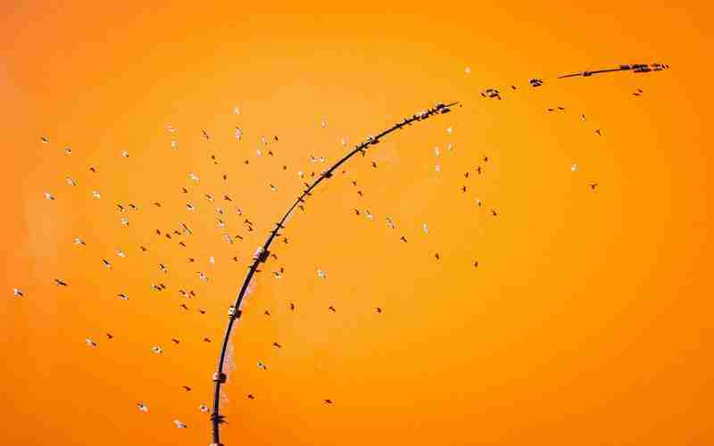 光學篩選機哪家好一點的、色選機十大品牌